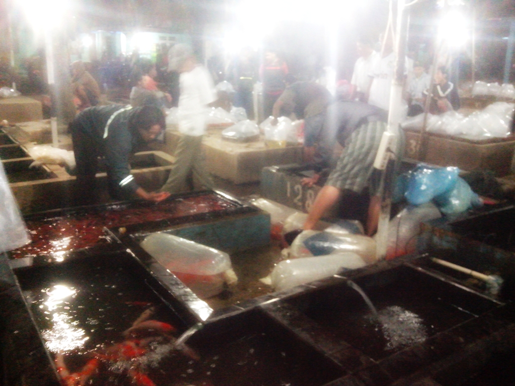 Spot Tempat Jualan Ikan Koi di Bogor Fahmi pauzi