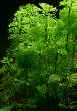 Cabomba Caroliniana Cabomba Caroliniana
