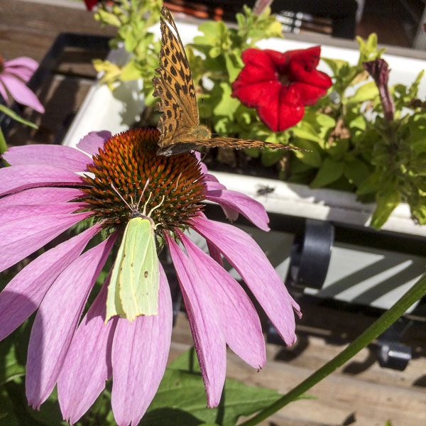rudbeckia, echinacea rudbeckia, echinacea