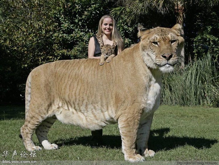 Liger Hybrid Cross Animal