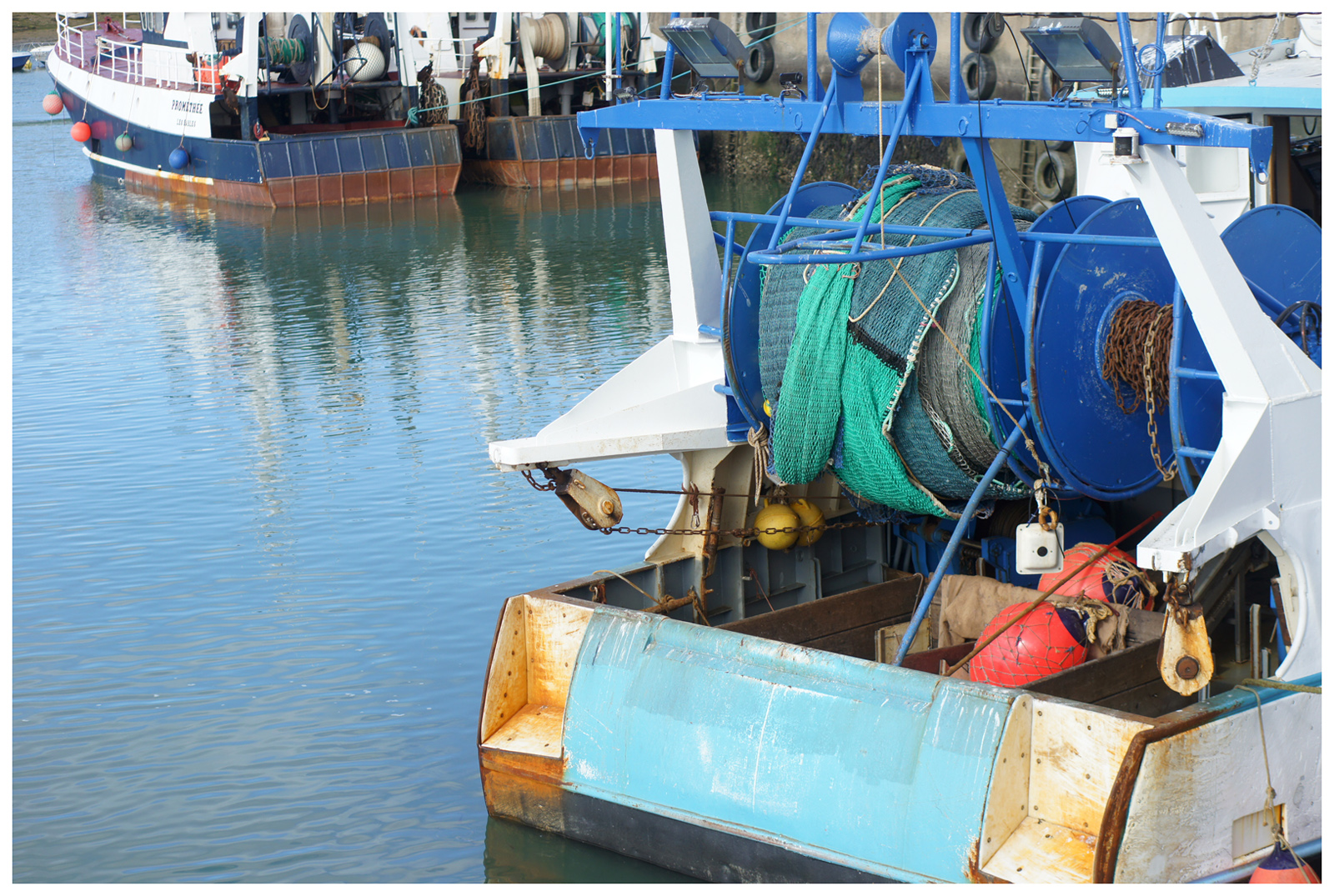 petite tortue de terre qui ne mange pas