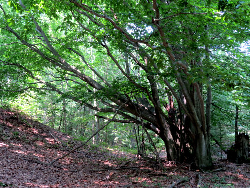many trunked beech tree