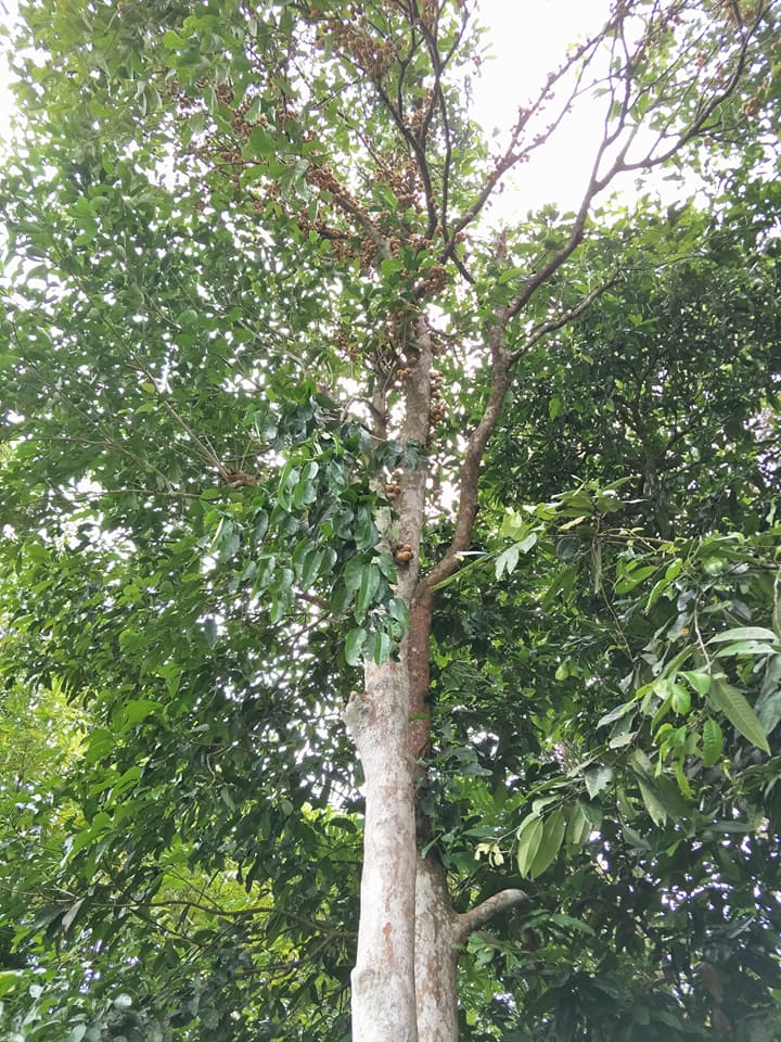 Rasa Khasiat Pohon, Nama Lain &amp; Cara Makan Buah Kapul Khas