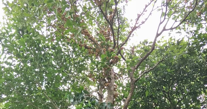 Rasa Khasiat Pohon, Nama Lain &amp; Cara Makan Buah Kapul Khas