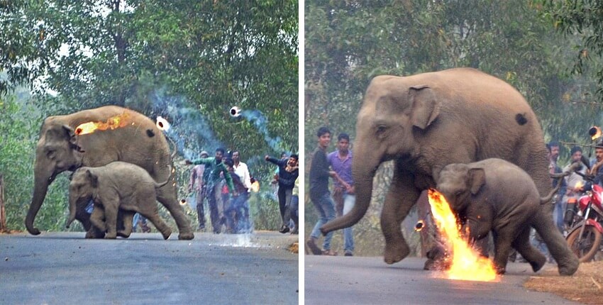 Indian Villagers Went To Extreme Lengths Attacking Mother Elephant And Her Calf With Firebombs