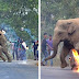 Indian Villagers Went To Extreme Lengths Attacking Mother Elephant And Her Calf With Firebombs