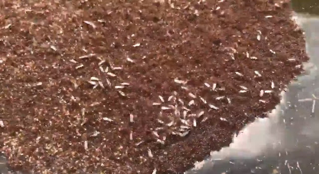 Millones de hormigas forman "islas" tras el huracán Florence