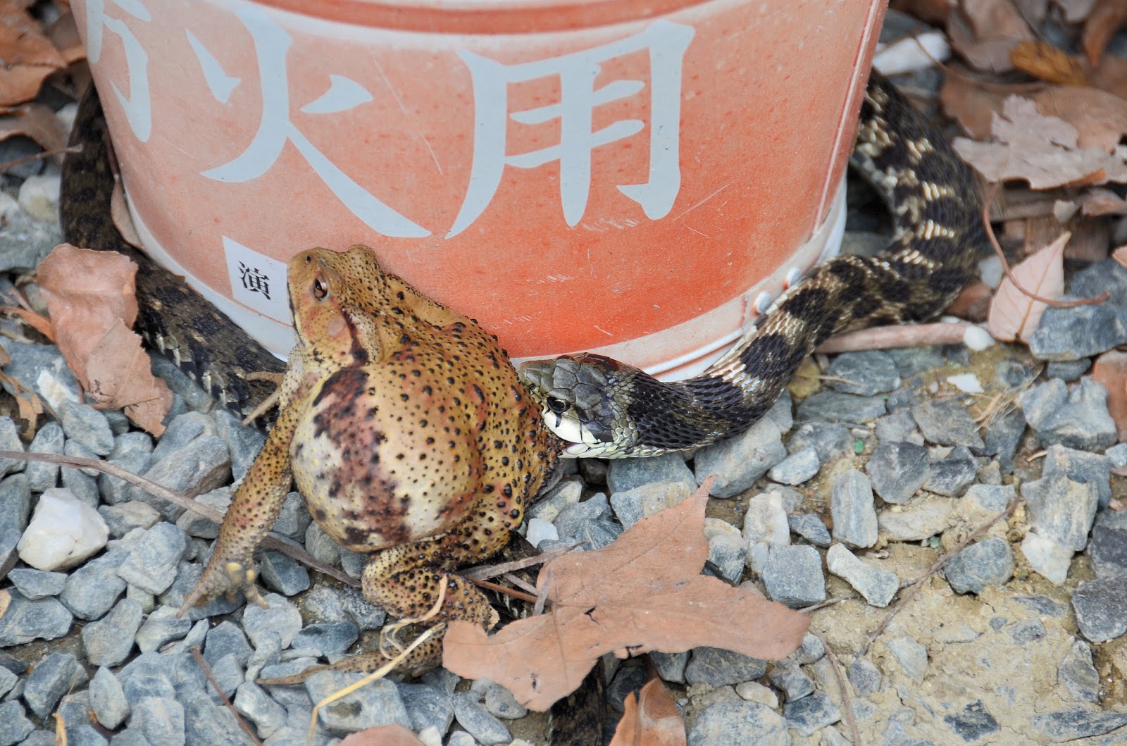 ユカタンのヘビ - サソリヘビ (Stenorrhina freminvillei)