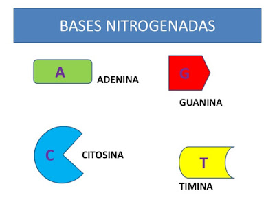 Ácidos nucleicos: DNA Ácidos nucleicos: DNA