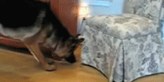 Surpresa.gif