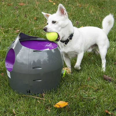 Small dog drops tennis ball in the PetSafe Automatic Ball Launcher for dogs 