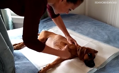 Otthon gyógyította meg a nyaktól lefelé lebénult kutyáját ez a gazdi Otthon gyógyította meg a nyaktól lefelé lebénult kutyáját ez a gazdi