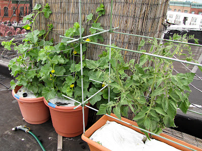 Bucolic Bushwick Rooftop Vegetable Garden 2011