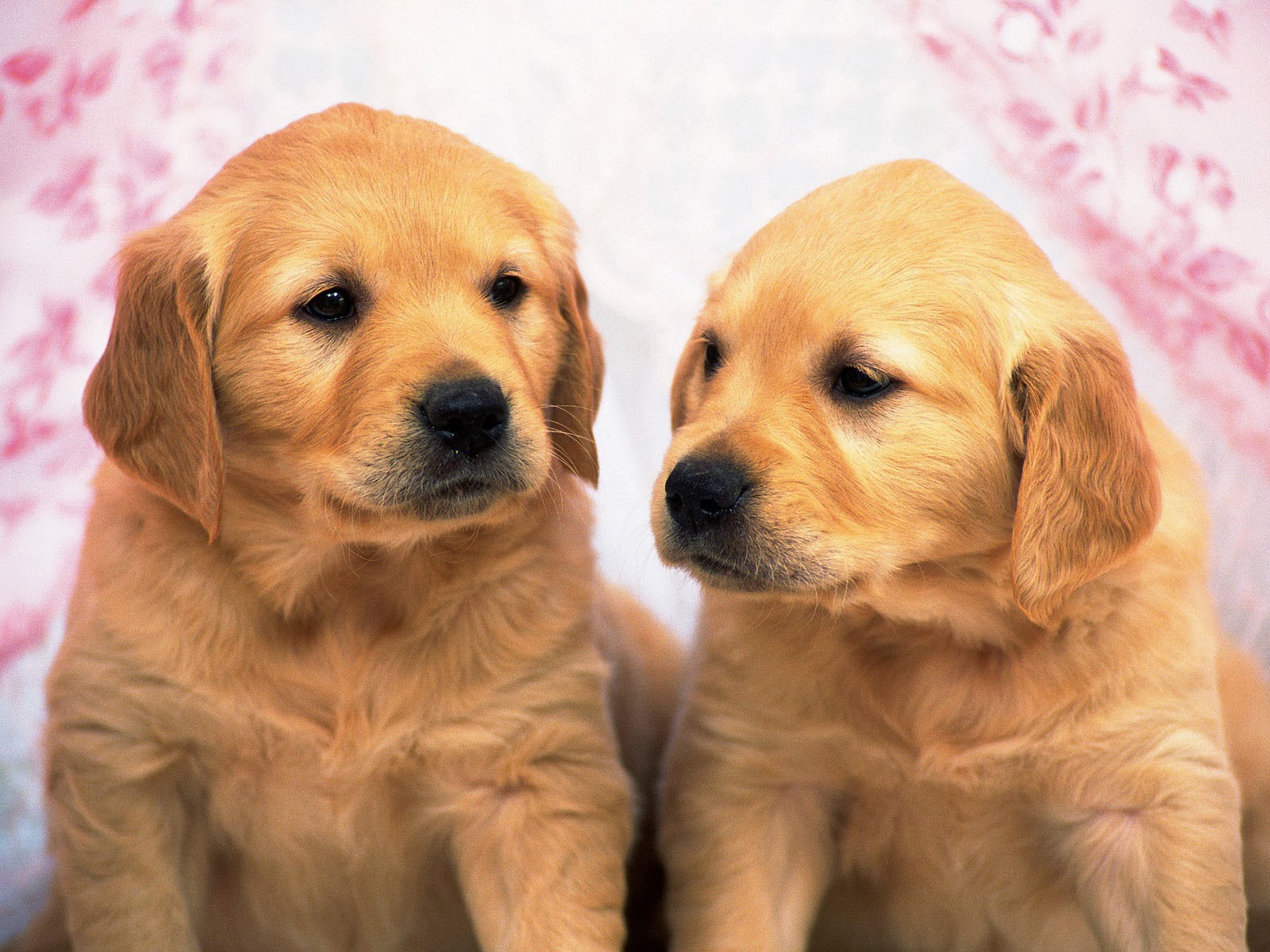 Golden Retriever Puppies Wallpaper