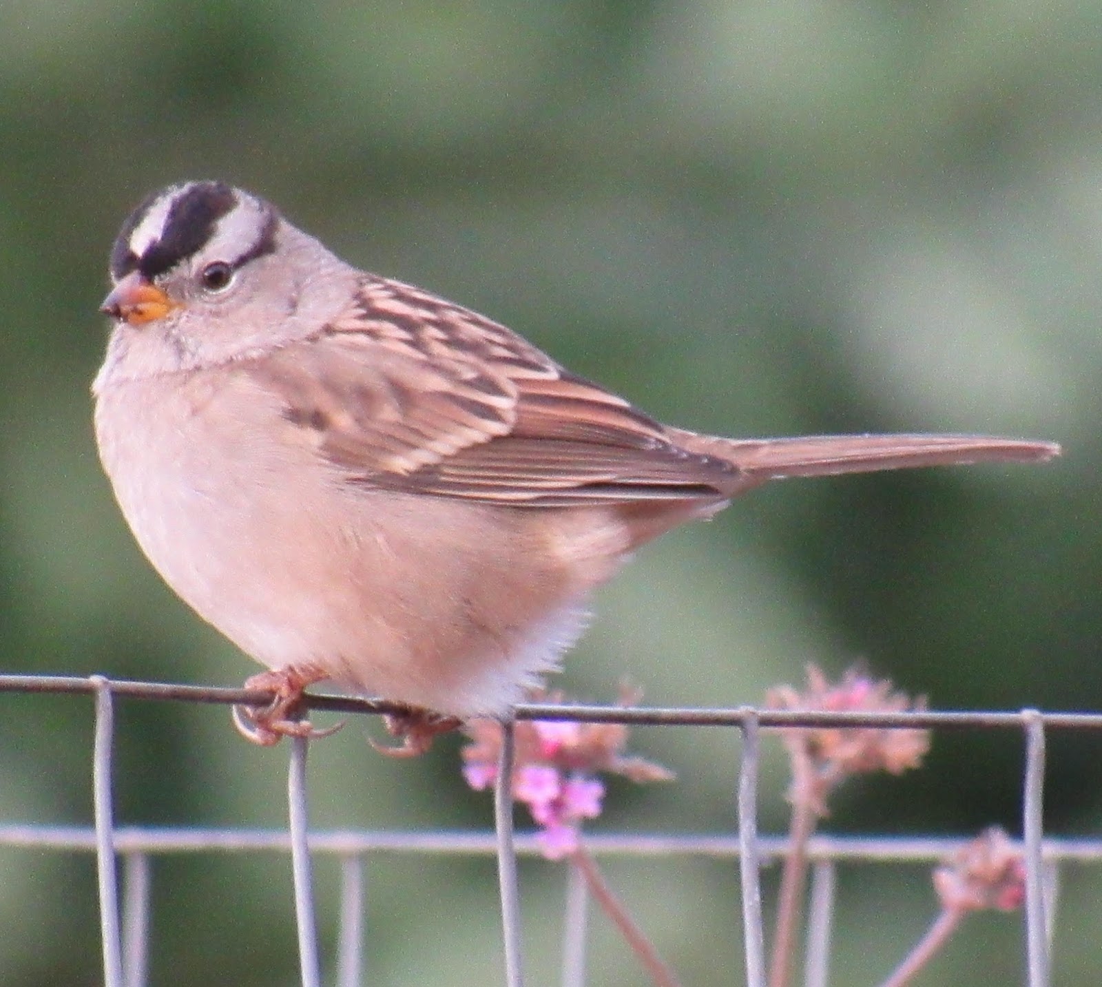 Garden Grumbles and Cross Stitch Fumbles Quiet Birds