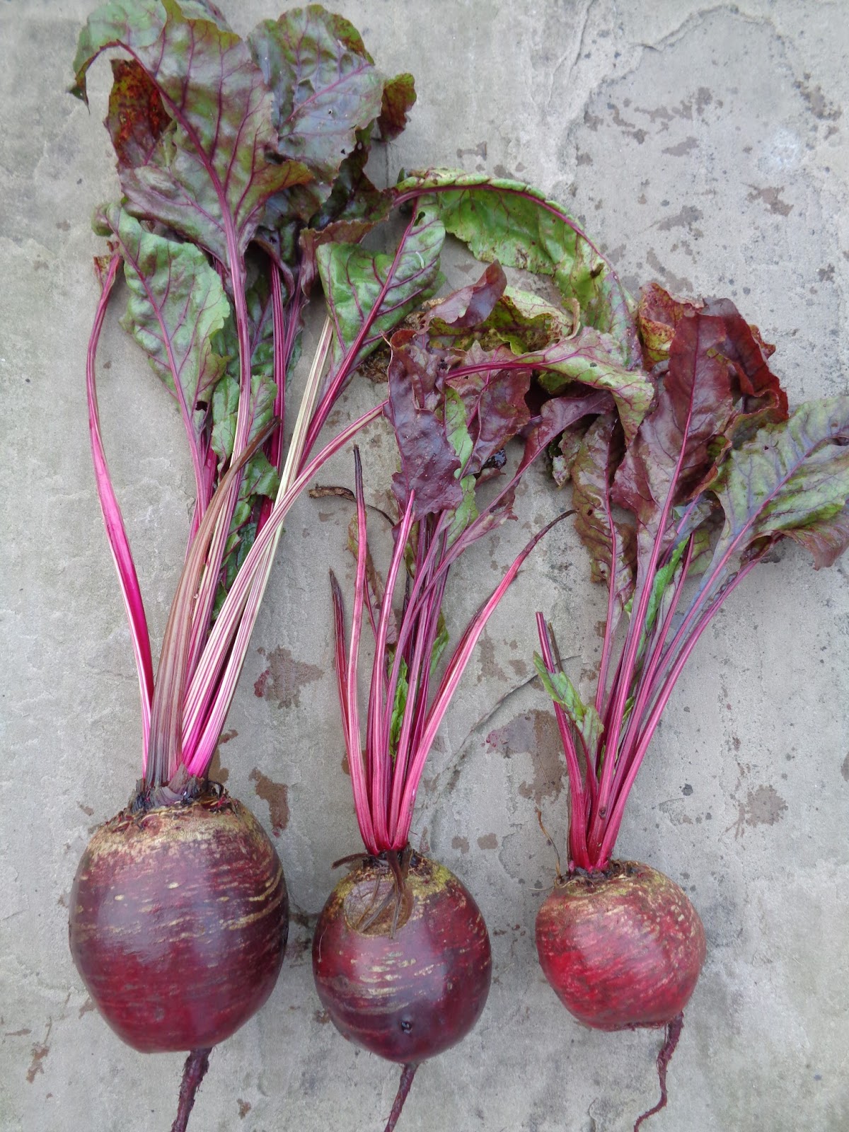 beetroot 1's