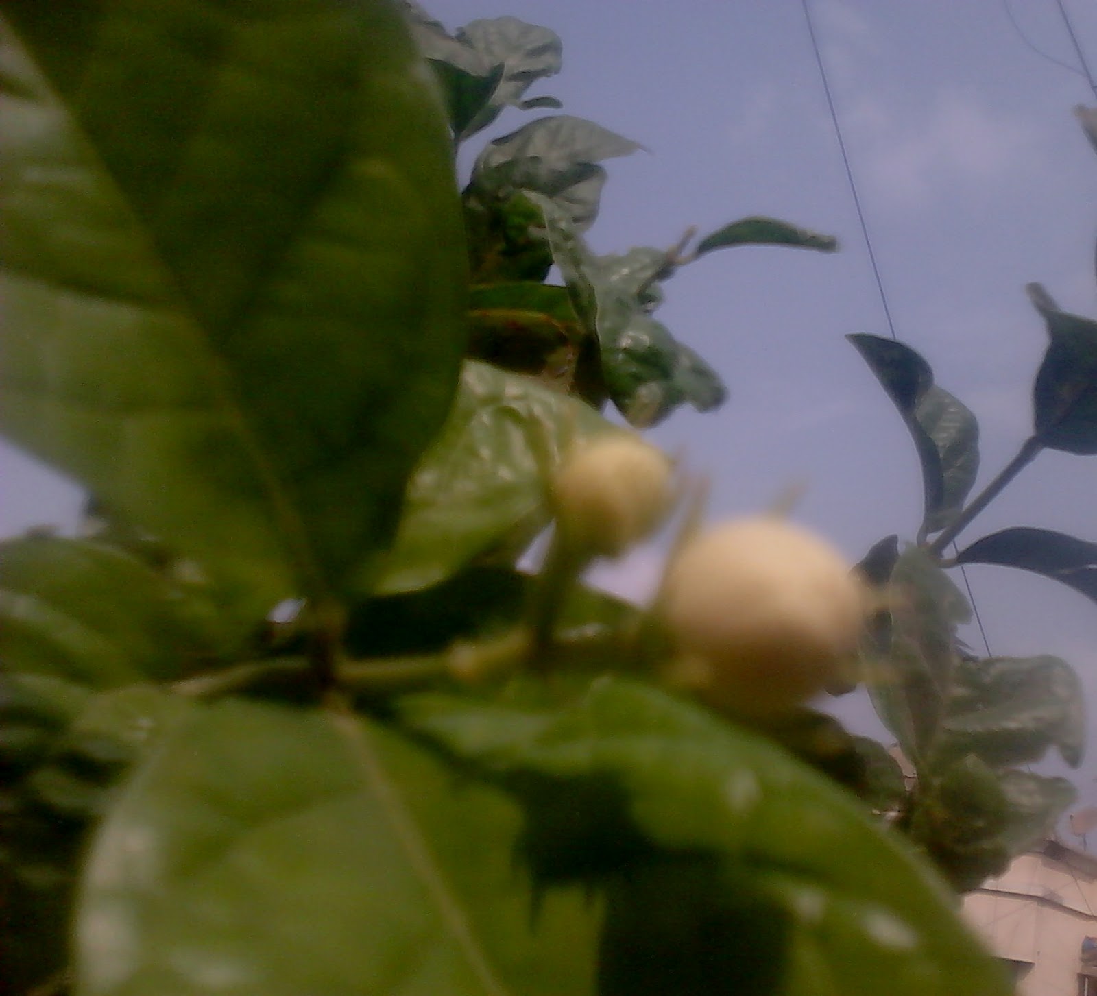 Garden Care Simplified Simple Flowering Tips for Mogra Flower Plant