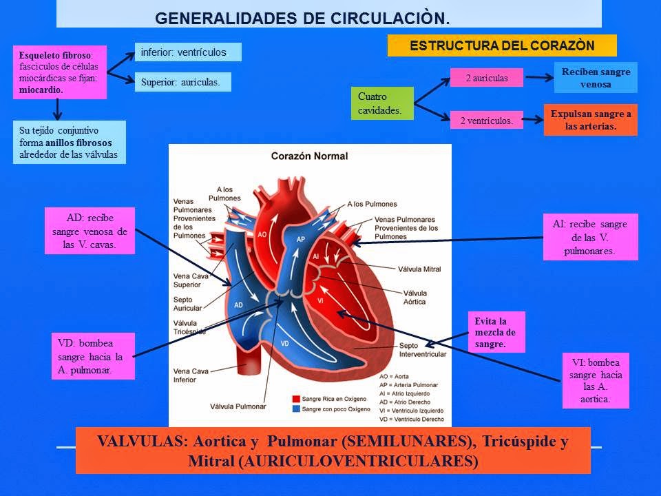 Generalidades Anatomía Y Fisiología Del Sistema Cardiovascular Vrogue