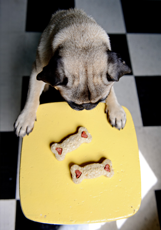 The Daily Puglet PORK CHOMPS