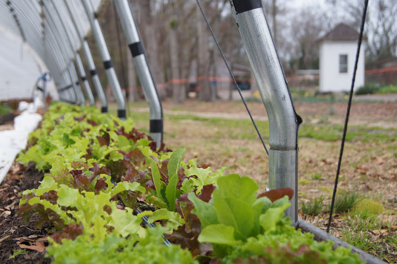 Elm Street Gardens Sparta, GA
