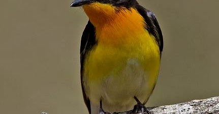 Kicau Merdu Sikatan Narsis Di Hutan Panduan Burung