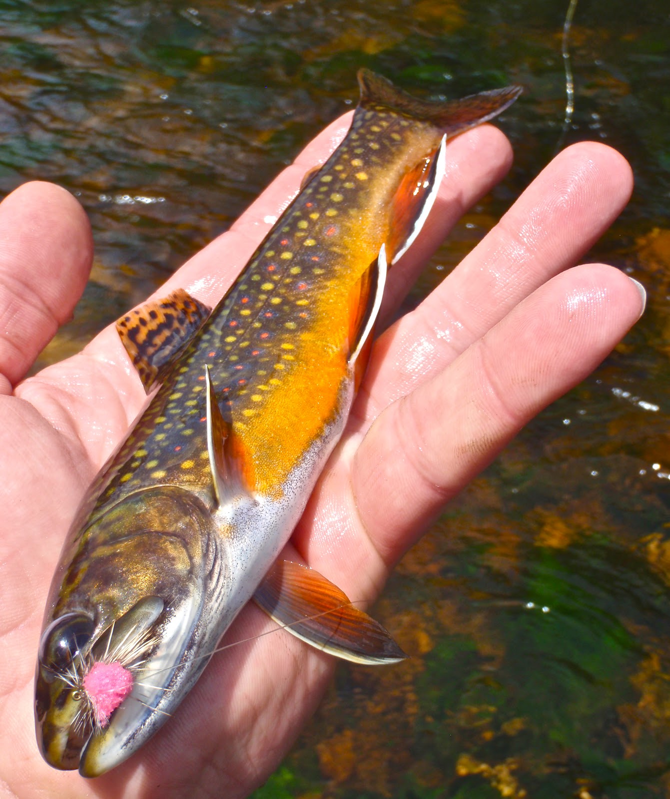 Colorado Fly Fishing Reports Summer Weekend (Part 2 Trout)