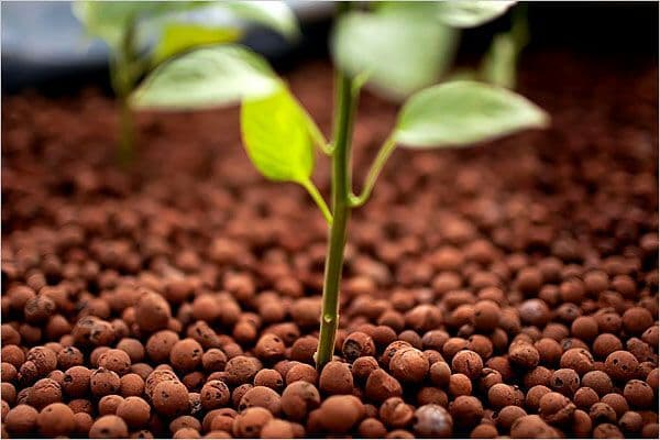 ▷ ¿Qué es la LECA?: Usos de la arlita en nuestras plantas 🌱