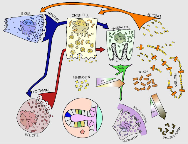 BB004 - Stomach acid Advanced SB003%2B %2BStomach%2BAcid%2B033 Figure%2B6 - BB004 - Stomach acid Advanced