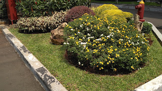 TUKANG TAMAN TUKANG TAMAN , TUKANG RUMPUT , TUKANG TAMAN JAKARTA