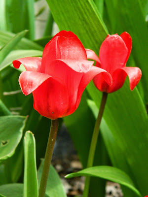 Red tulips by garden muses-not another Toronto gardening blog