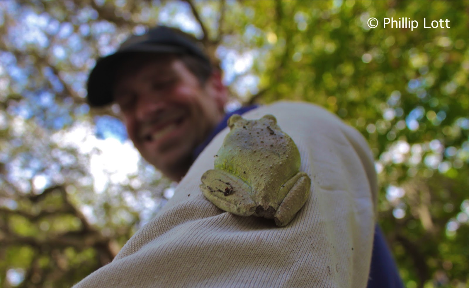 Phillip S Natural World Attack Of The Cuban Tree Frog S