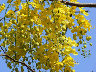 Amaltas ke ped ke fayde. Amaltas ke Ped/Phool ke fayde. (Benefits of Amaltas)