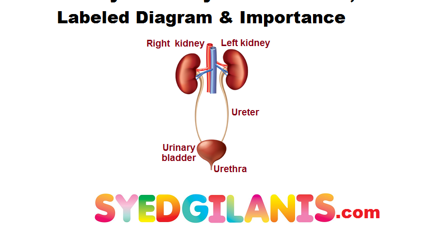Kidney: Anatomy and Functions, Labeled Diagram & Importance
