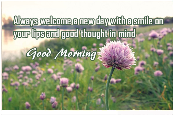 beautiful pink flowers good morning images flowers good morning images with quotes
