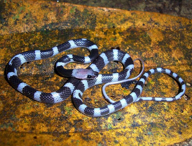 Белые змеи ядовитые. Малайский Крайт змея. Красноголовый Крайт. Малайский голубой Крайт. Ленточный Крайт, Bungarus fasciatus.