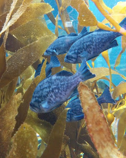 Bright blue fish in the Kelp Forest, Monterey Bay Aquarium, Monterey, California