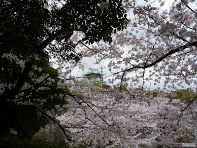 桜越しの大阪城 桜越しの大阪城