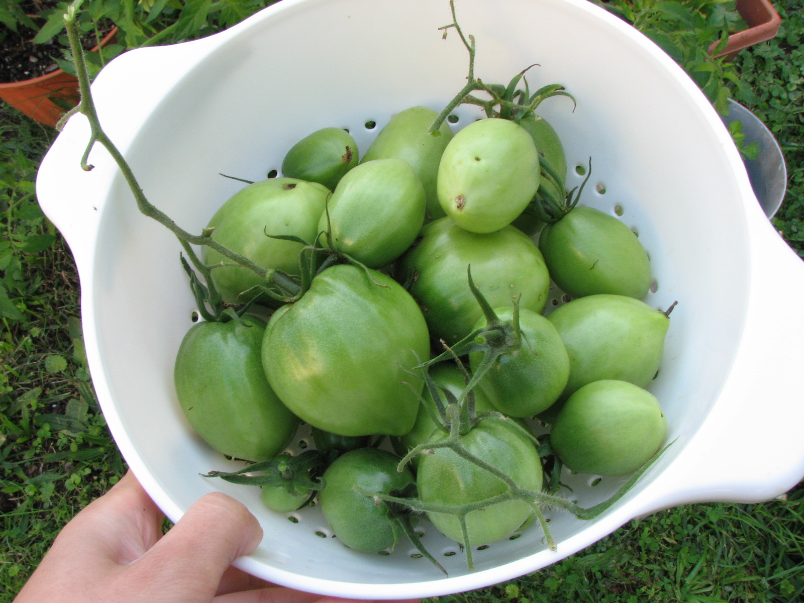 You 'N' Jo Bye Amish Paste Tomato Plant