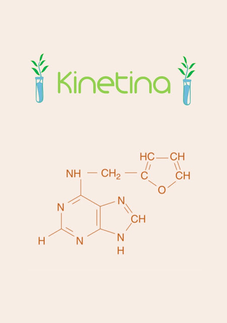 Kinetina: Cosmeceutico antiedad