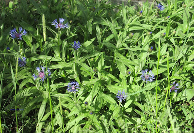 Vuorikaunokki - Centaurea montana- Perennial Cornflower