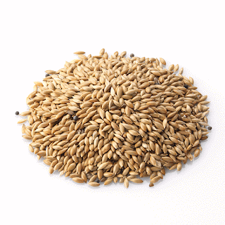 canary seed canary seed