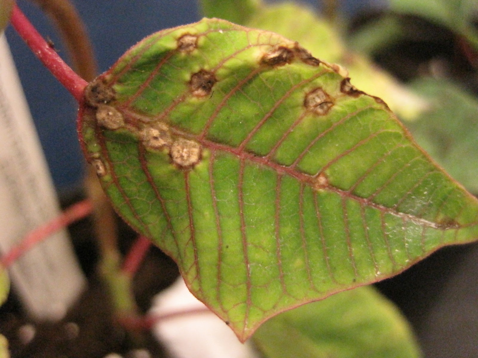 NCSU PDIC Sample of the Week Poinsettia scab