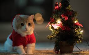 Christmas images 2017 with animals Christmas images 2017 with animals