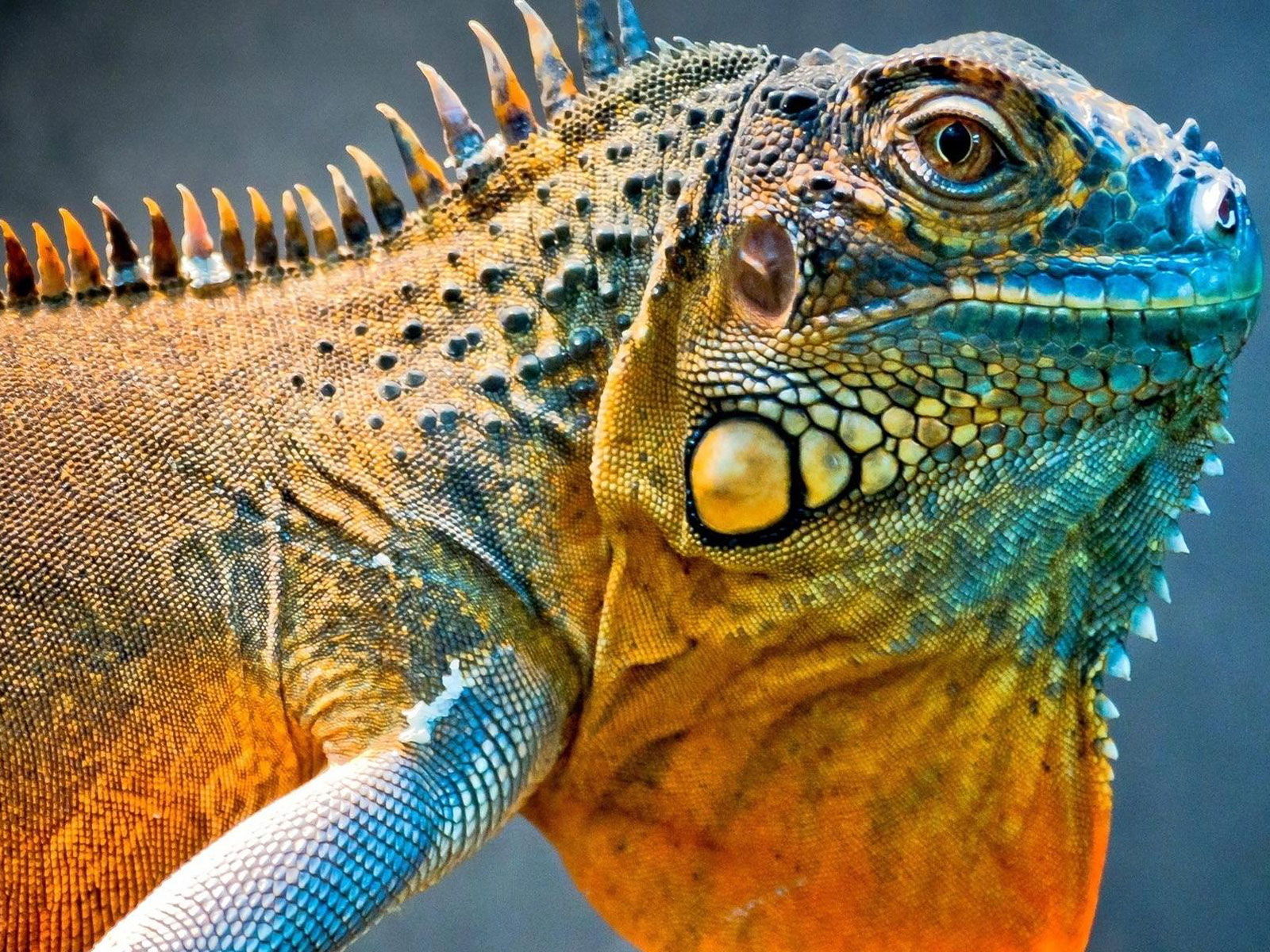  Iguana  Facts And Truth