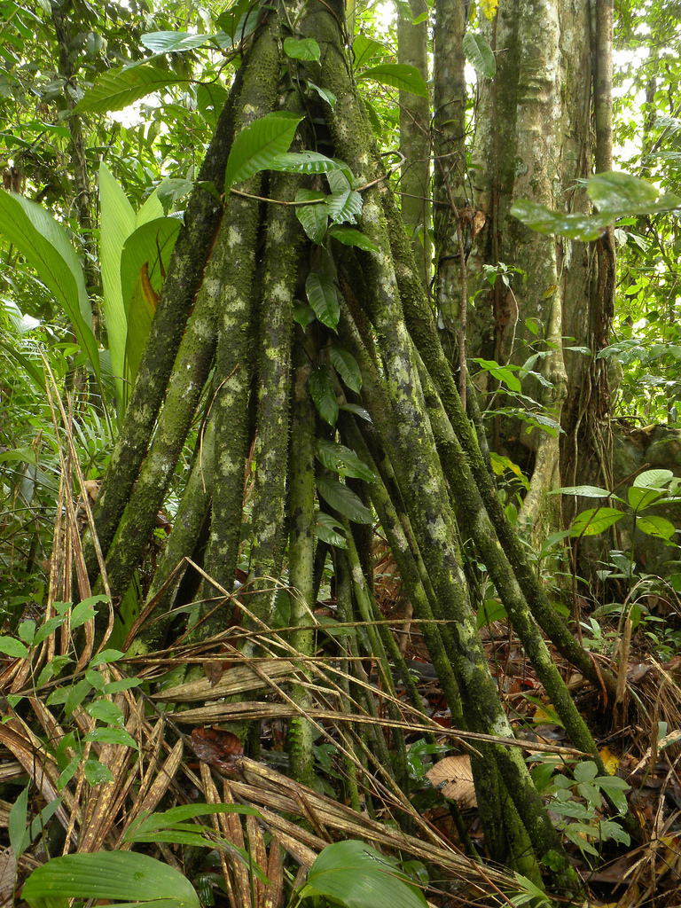 news these trees can walk
