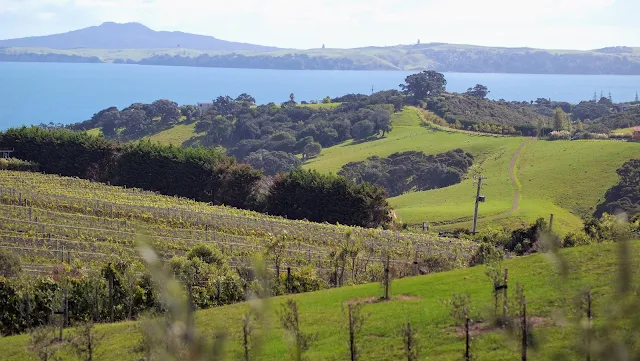 2 weeks in New Zealand: Explore the vineyards on Waiheke Island