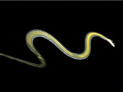 bird flying snake geographic national frog plane socha jake