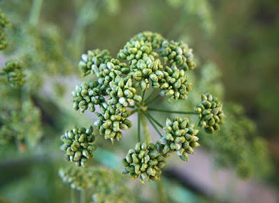 Close up image of viable parsley seed pods