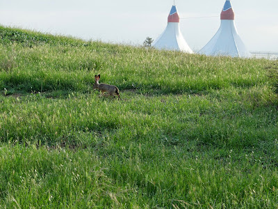 Black-Tailed Jack Rabbit and the Twin Peaks of the Shoreline Ampitheatre 