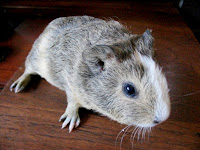 Osa Piggyboo Świnka morska gładkowłosa w umaszczeniu cream agouti-cream-white